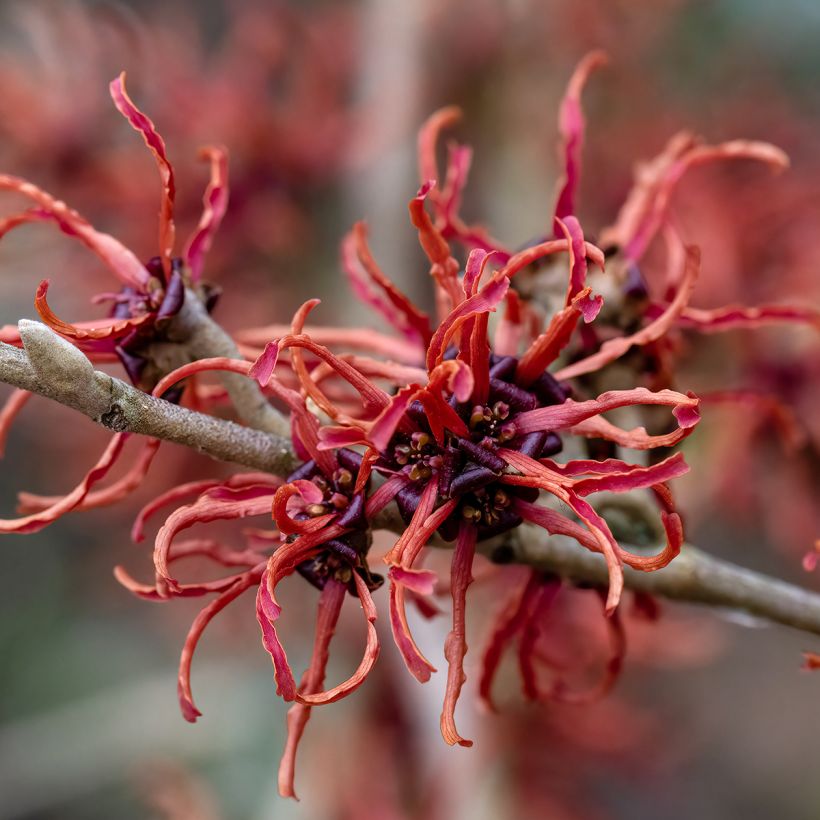 Hamamelis intermedia Rubin - Amamelide (Flowering)