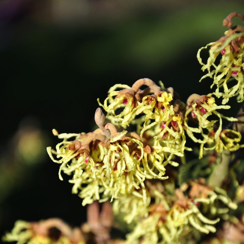 Hamamelis intermedia Westerstede - Amamelide (Flowering)
