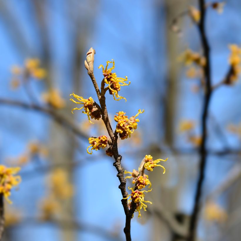 Hamamelis japonica Zuccariniana - Amamelide (Fioritura)