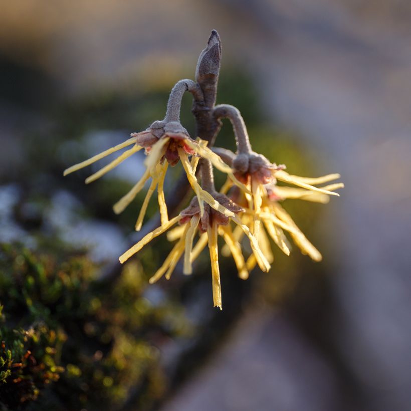 Hamamelis mollis Pallida - Amamelide cinese (Flowering)