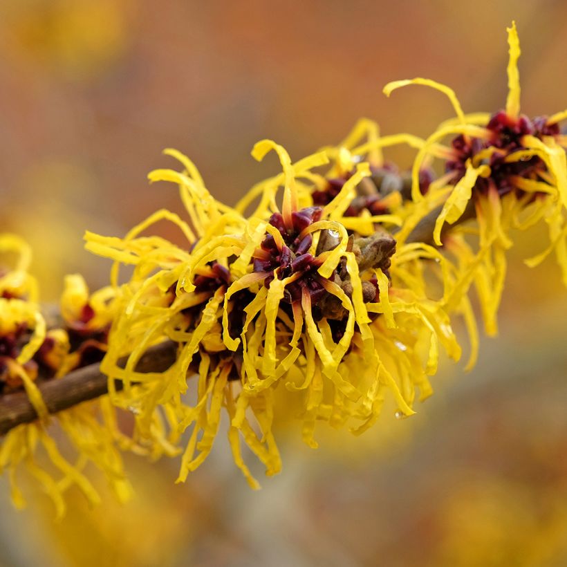 Hamamelis intermedia Barmstedt Gold - Amamelide (Fioritura)