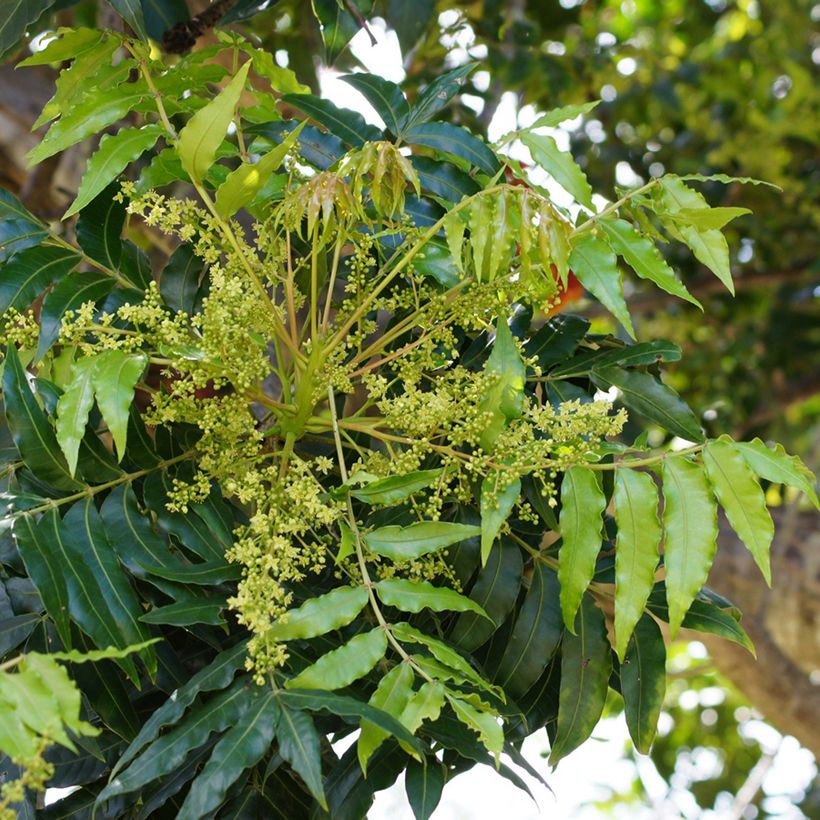 Harpephyllum caffrum (Fioritura)