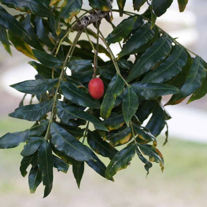 Harpephyllum caffrum (Raccolta)