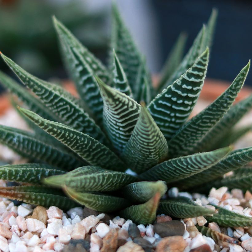 Haworthia limifolia (Fogliame)