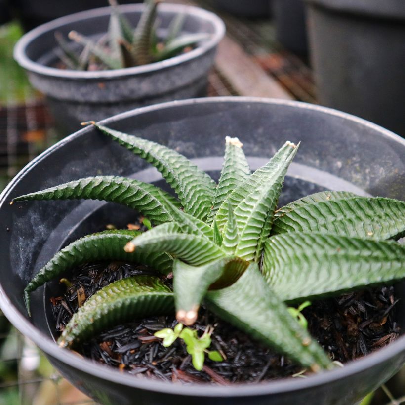 Haworthia limifolia (Porto)