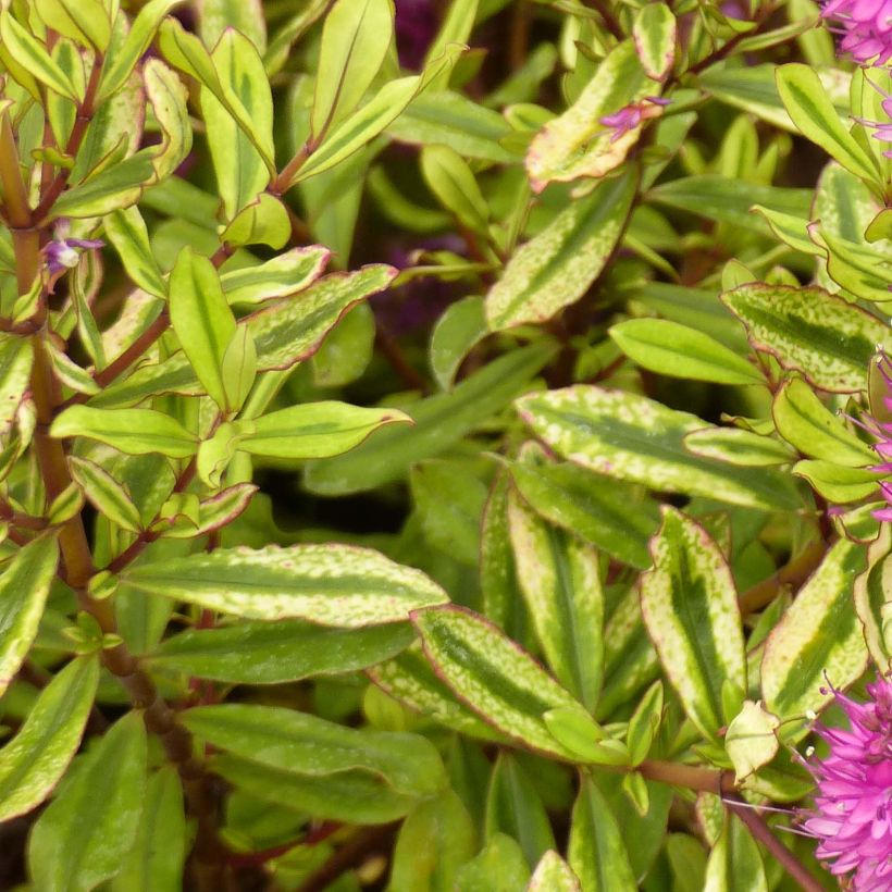 Veronica Celebration - Hebe (Foliage)