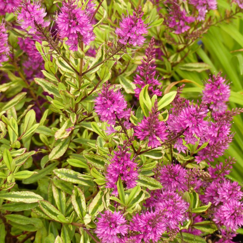 Veronica Celebration - Hebe (Flowering)