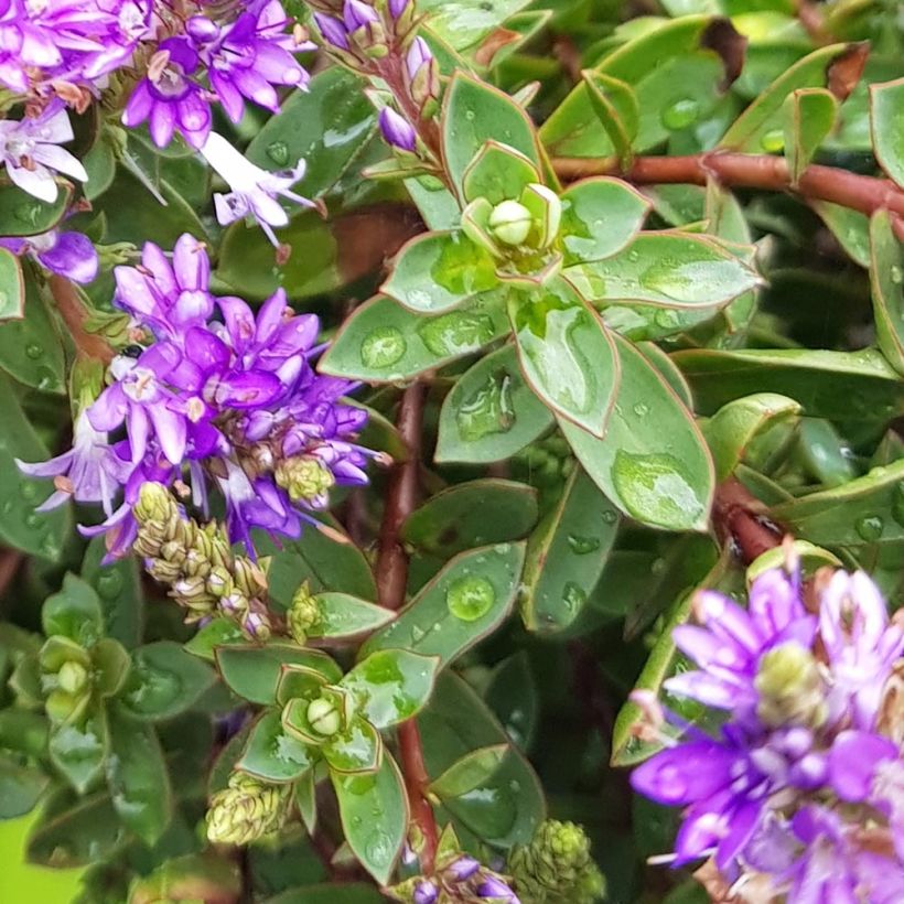 Veronica Claret Crush - Hebe (Fogliame)