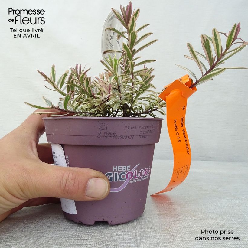 Veronica Heartbreaker - Hebe Vaso da 1L/1,5L esemplare consegnato in primavera