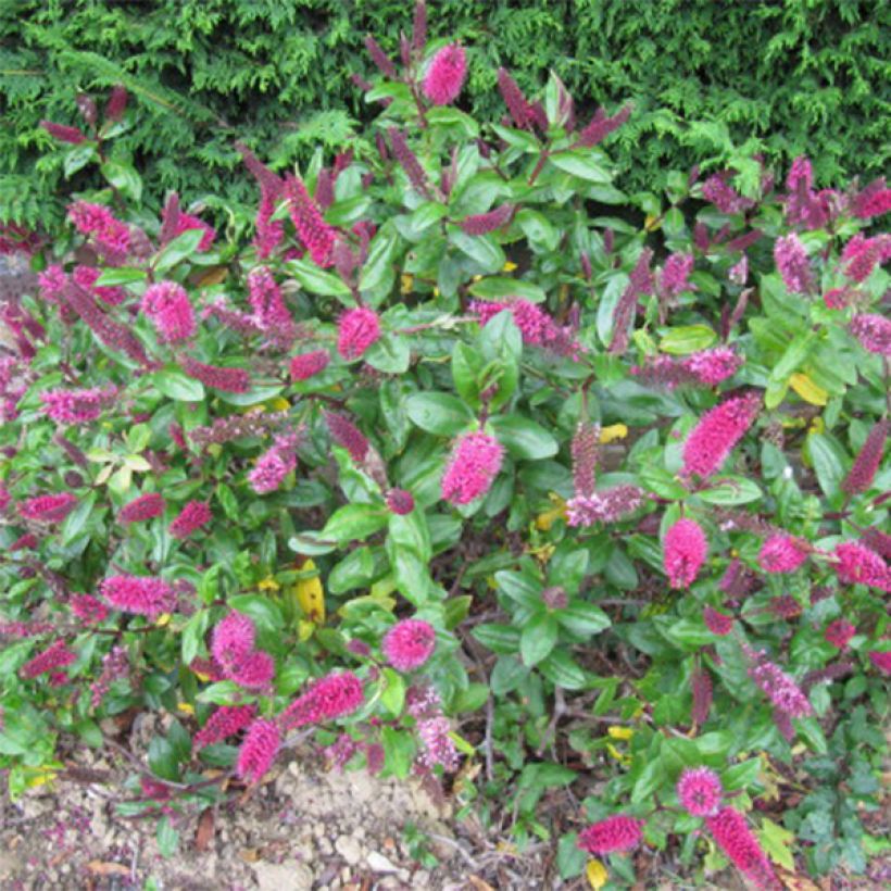 Veronica Linda - Hebe (Flowering)