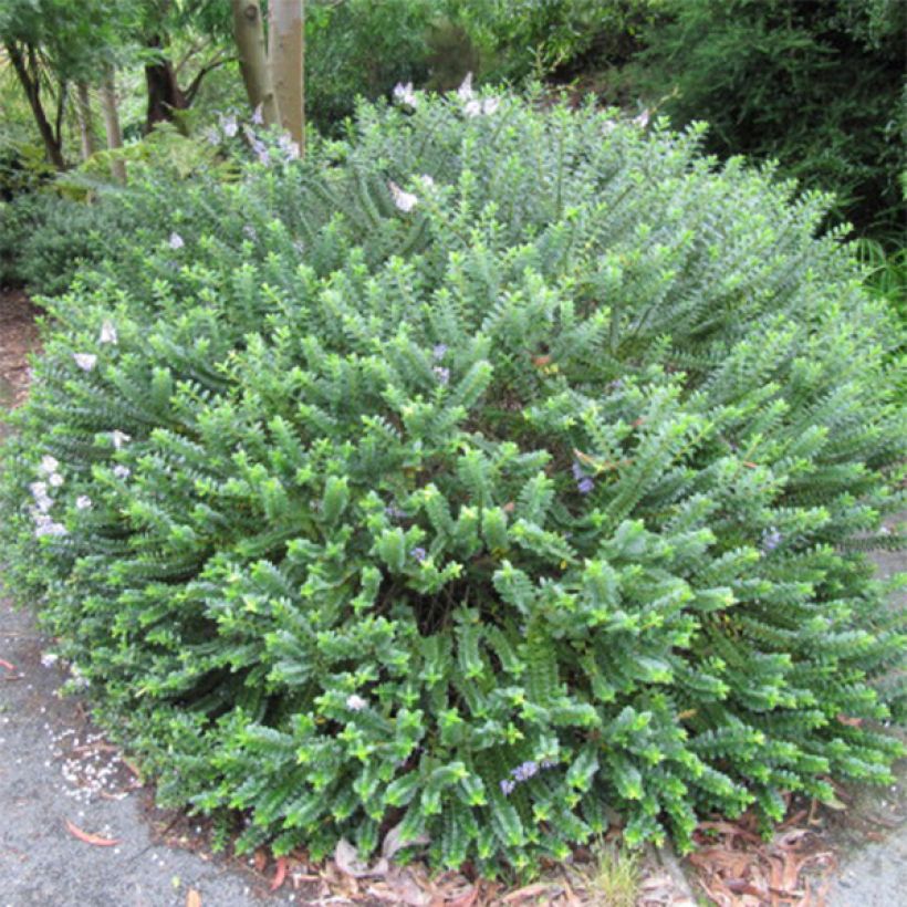 Veronica Linda - Hebe (Plant habit)