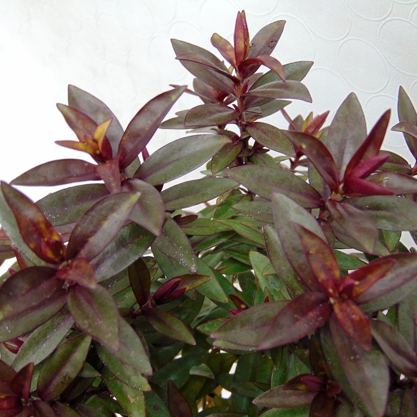 Veronica Raspberry Ripple - Hebe (Foliage)