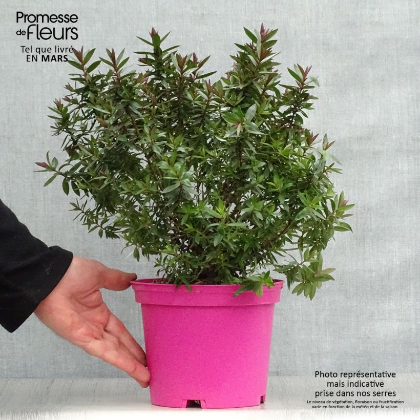 Example of Veronica Raspberry Ripple - Hebe Vaso da 2L/3L as you get in printemps