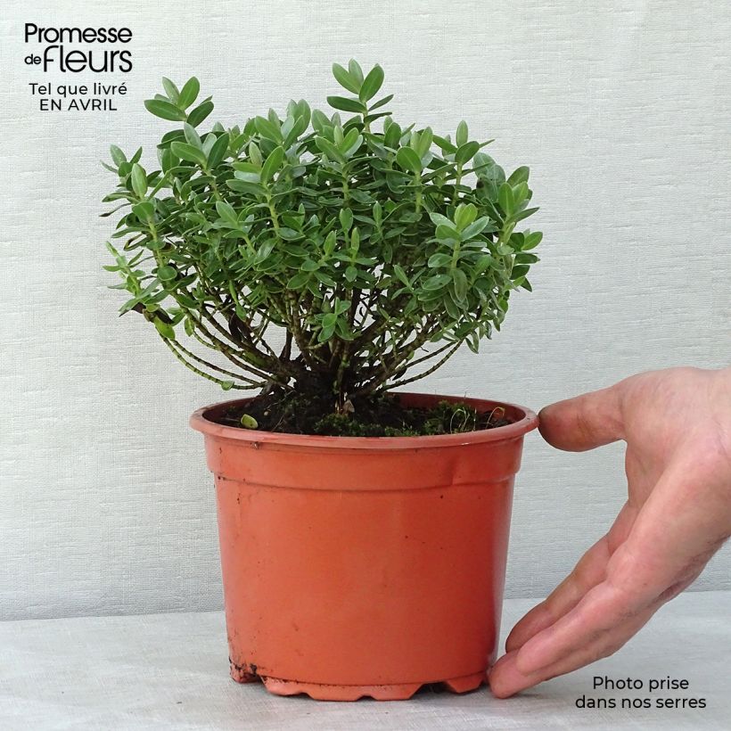 Example of Hebe albicans Red Edge - Veronica Vaso da 2L/3L as you get in printemps