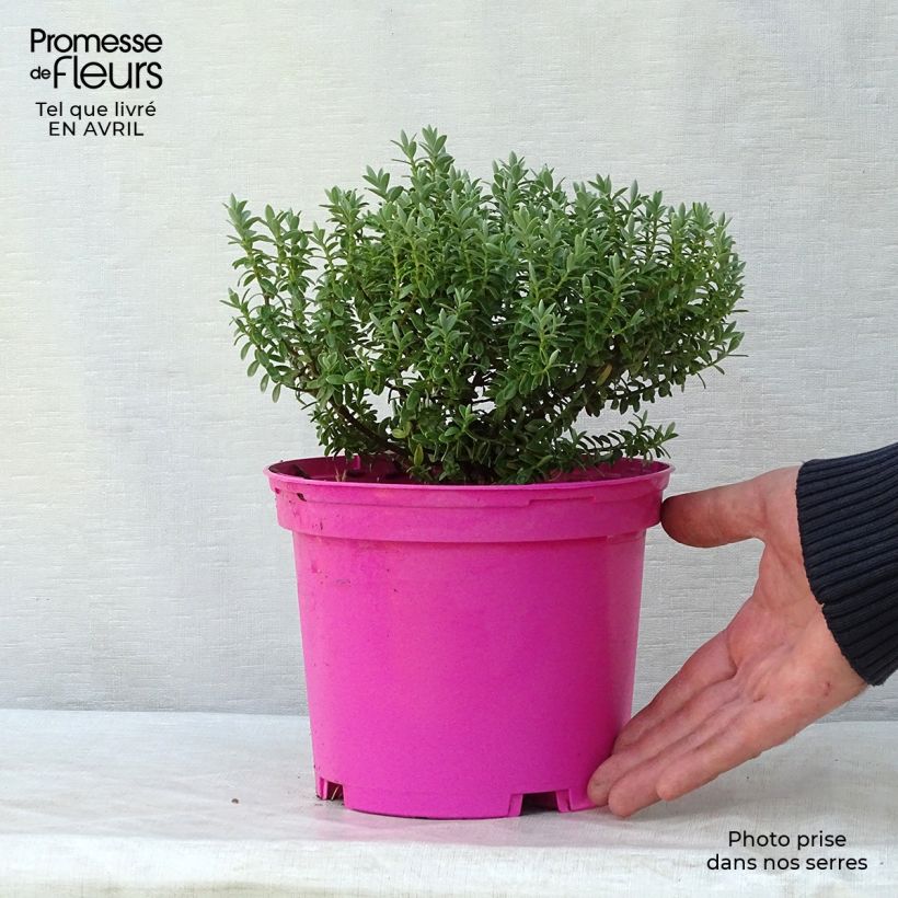Example of Hebe pinguifolia Sutherlandii - Veronica Vaso da 2L/3L as you get in printemps