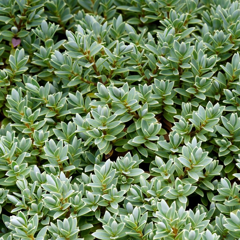 Hebe pinguifolia Sutherlandii - Veronica (Foliage)