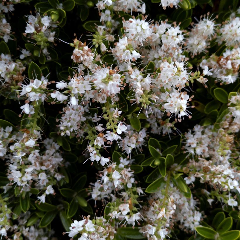 Hebe pinguifolia Sutherlandii - Veronica (Flowering)