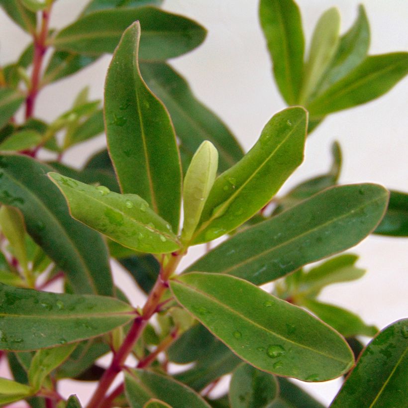 Veronica Wiri Charm - Hebe (Foliage)