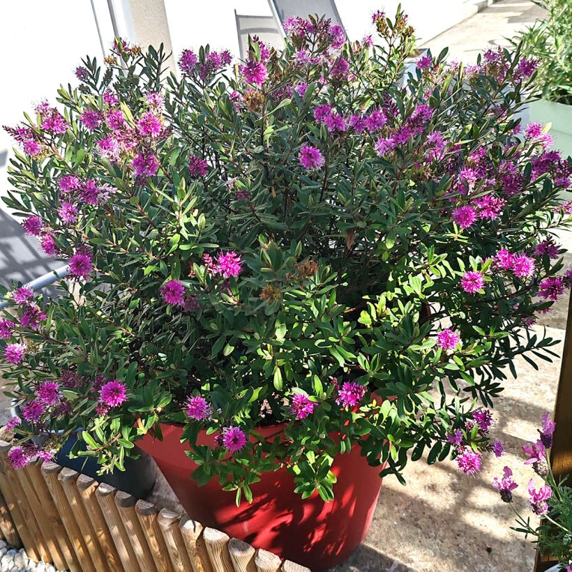 Veronica Wiri Charm - Hebe (Plant habit)