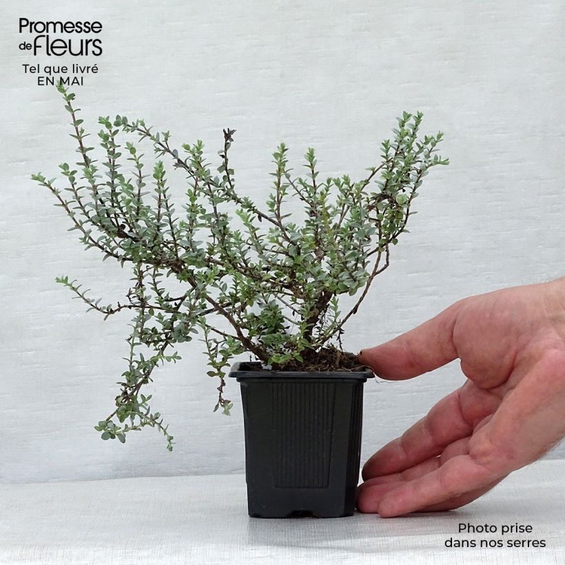 Example of Hebe pimeleoides Quicksilver - Veronica Vasetto da 8/9 cm as you get in printemps