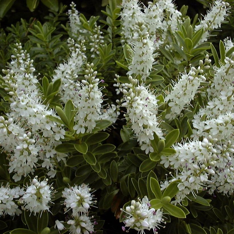Hebe rakaiensis - Veronica (Flowering)