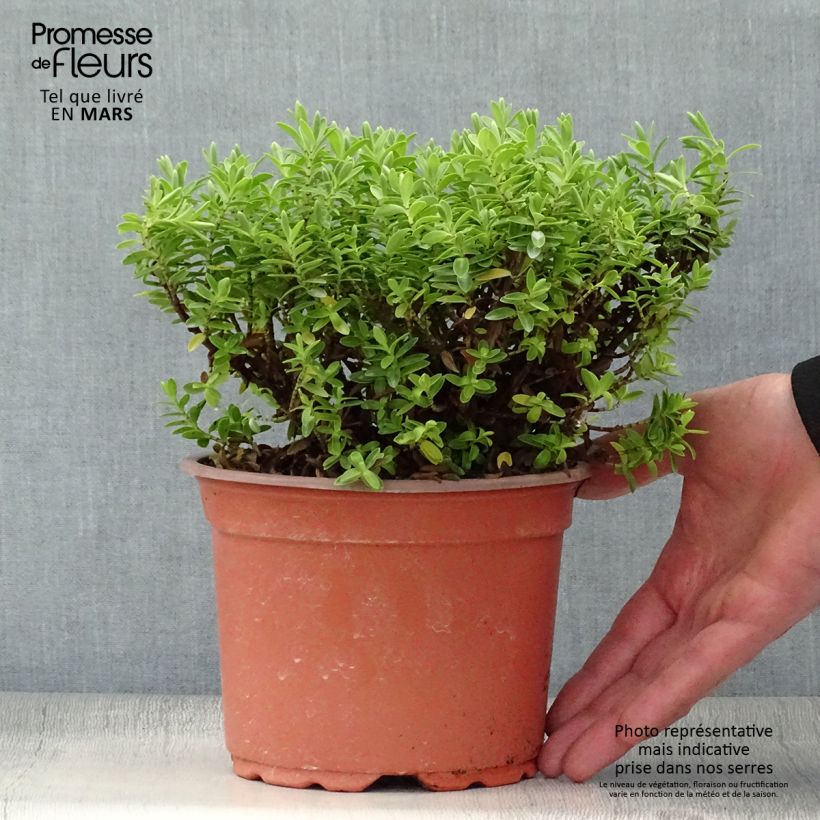 Example of Hebe rakaiensis - Veronica Vaso da 1,5L/2L as you get in printemps