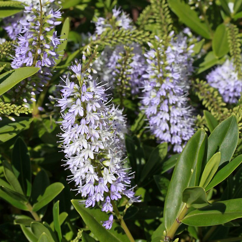 Veronica Wiri Image - Hebe (Fioritura)