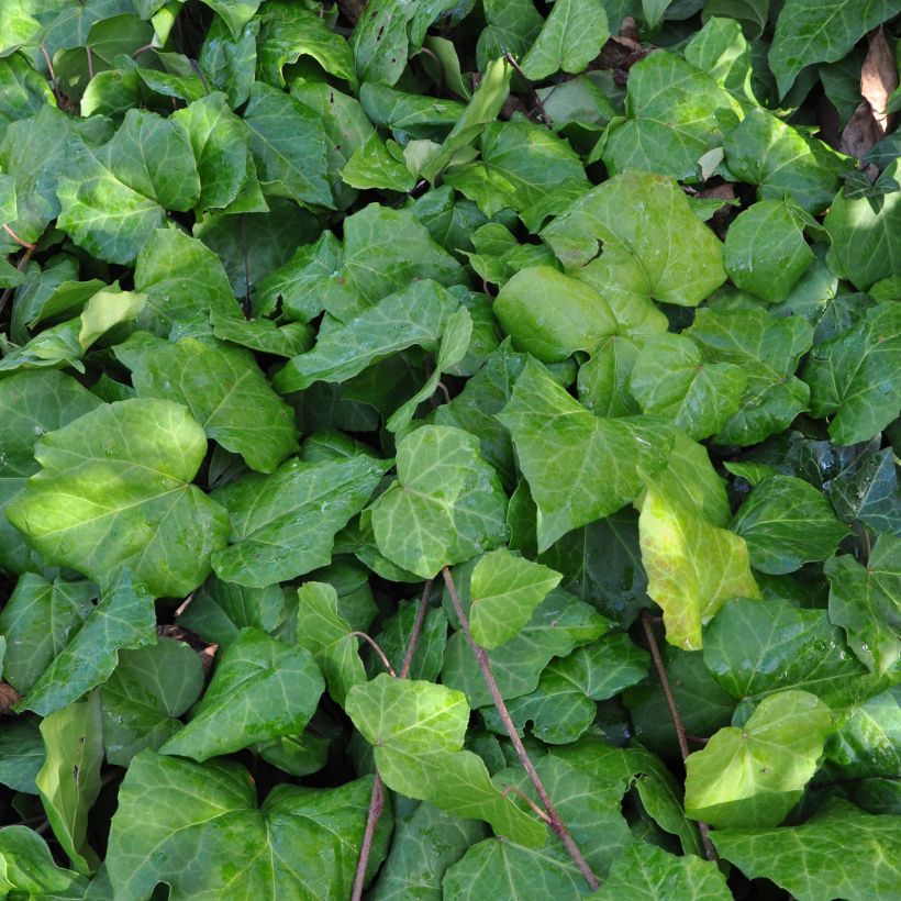 Hedera colchica - Edera (Fogliame)