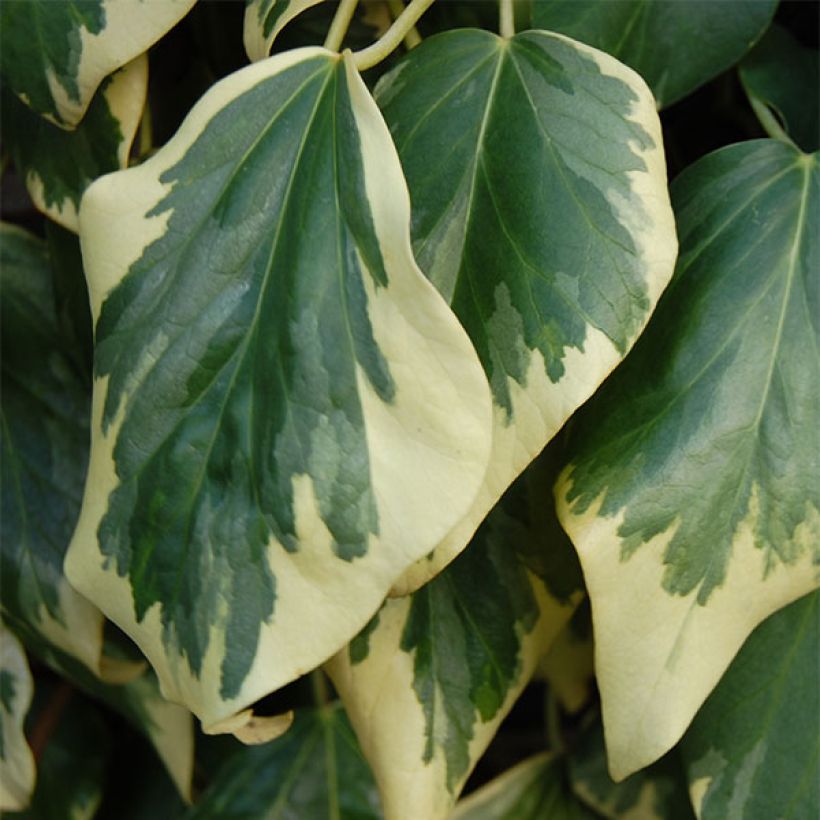 Hedera colchica Dentata Variegata - Edera variegata (Foliage)