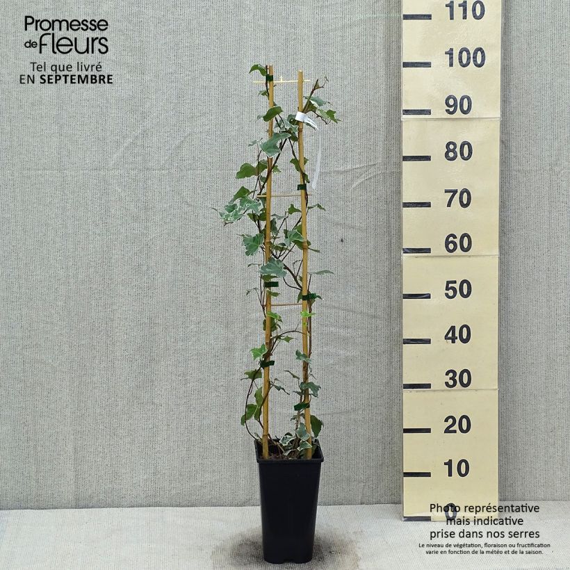 Esemplare di Hedera helix Eva - Edera variegata Vaso da 2L/3L come consegnato in autunno