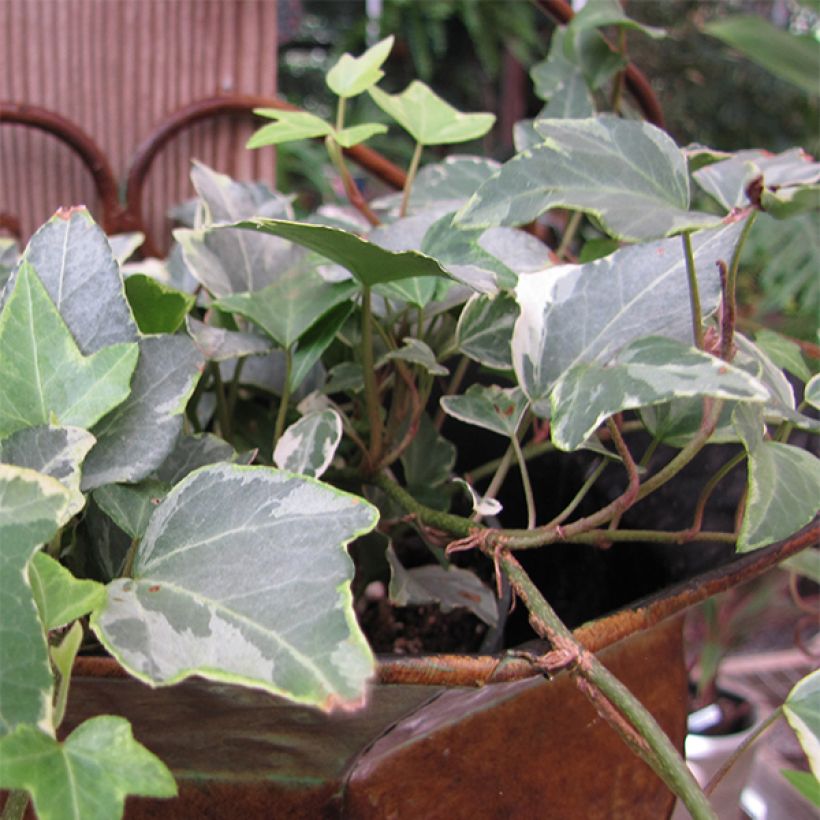 Hedera helix Glacier - Edera variegata (Flowering)