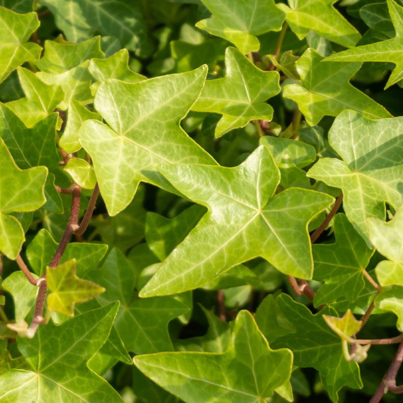 Hedera helix Shamrock - Edera (Fogliame)