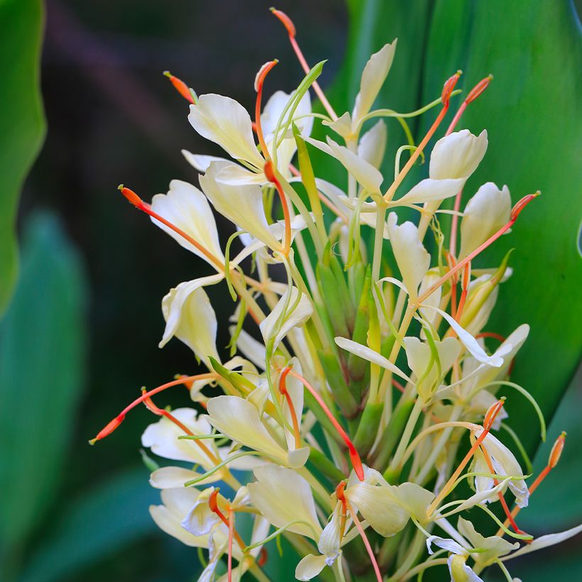 Hedychium Dixter (Fioritura)