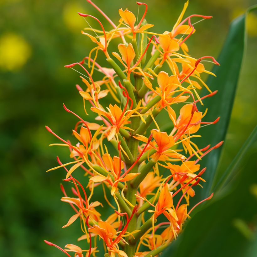 Hedychium coccineum Tara (Fioritura)