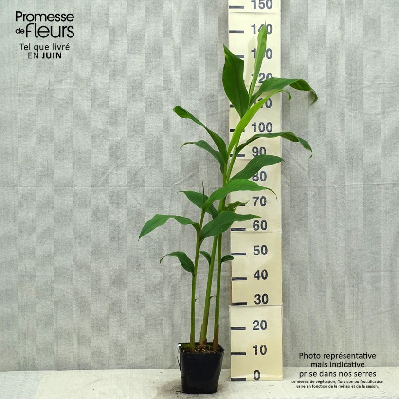 Esemplare di Hedychium densiflorum Assam Orange Vaso da 3L/4L consegnato in estate