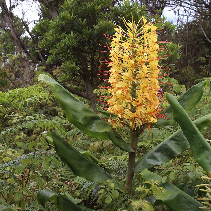 Hedychium gardnerianum - Giglio di zenzero (Porto)
