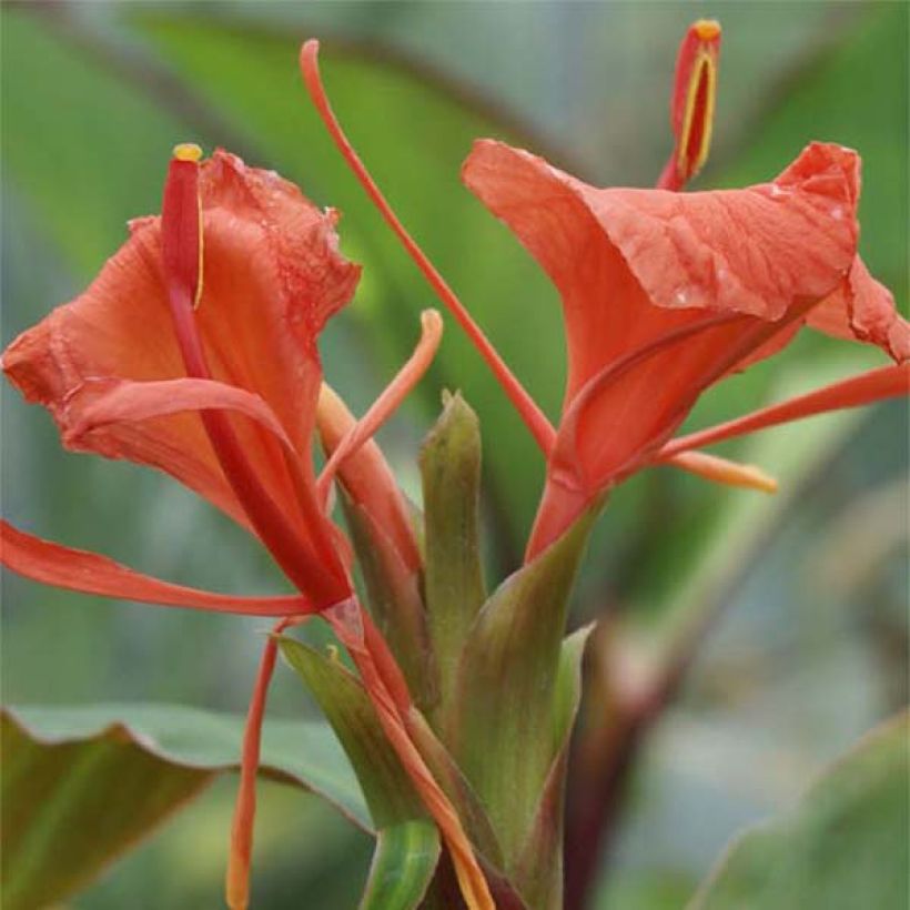 Hedychium greenii - Zenzero rosso (Flowering)