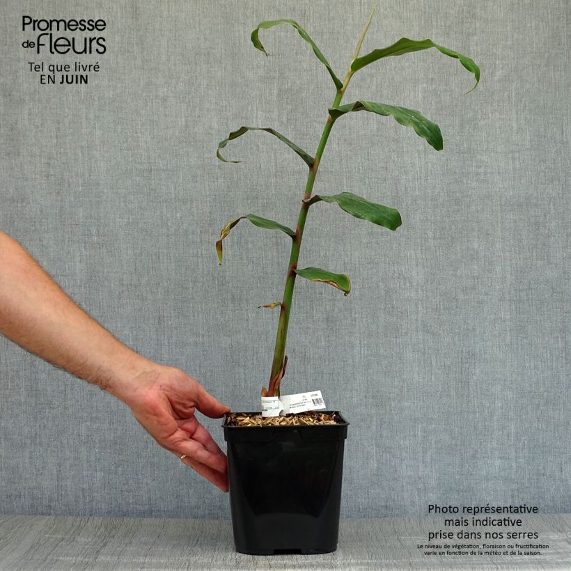 Esemplare di Hedychium deceptum Vaso da 3L/4L consegnato in estate