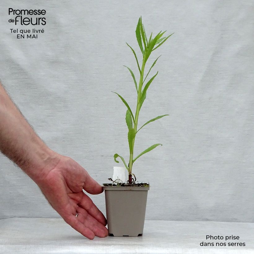 Example of Helenium Double Trouble Vasetto da 8/9 cm as you get in printemps