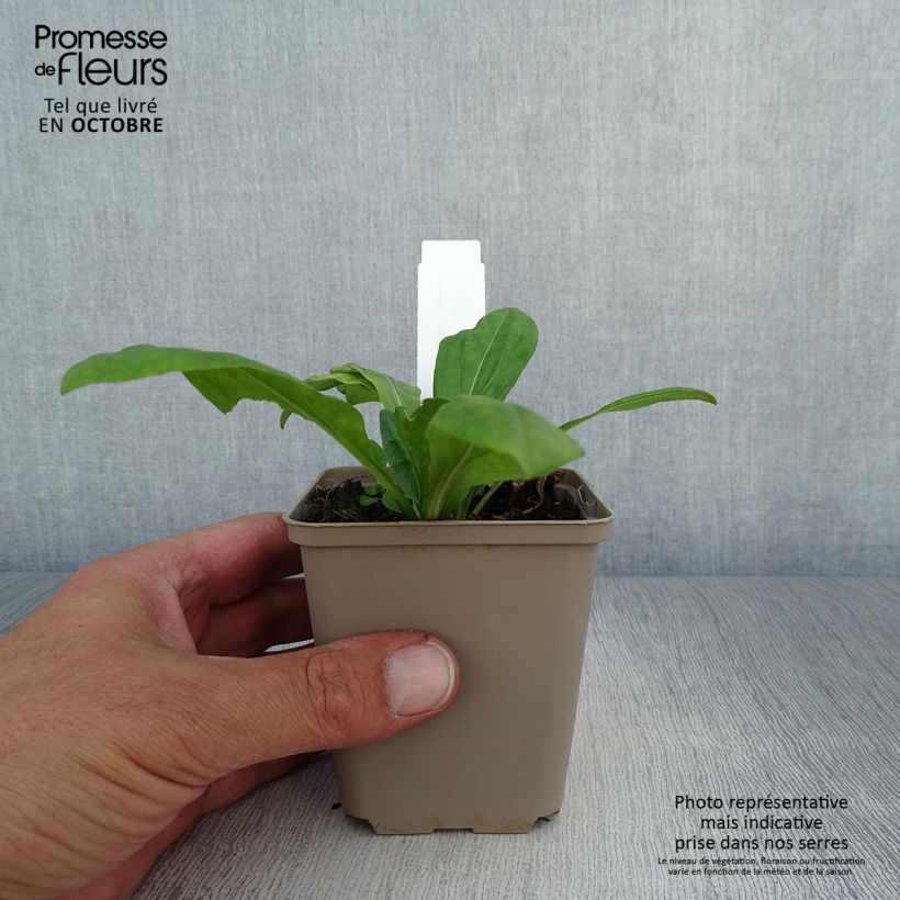 Esemplare di Helenium El Dorado Vasetto da 8/9 cm come consegnato in autunno
