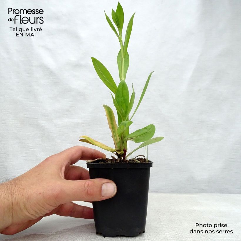 Helenium El Dorado Vasetto da 8/9 cm esemplare consegnato in primavera