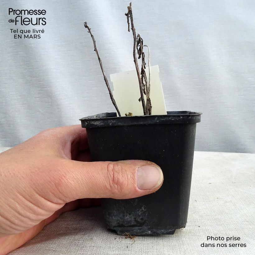 Helenium Fancy Fan Vasetto da 8/9 cm esemplare consegnato in primavera