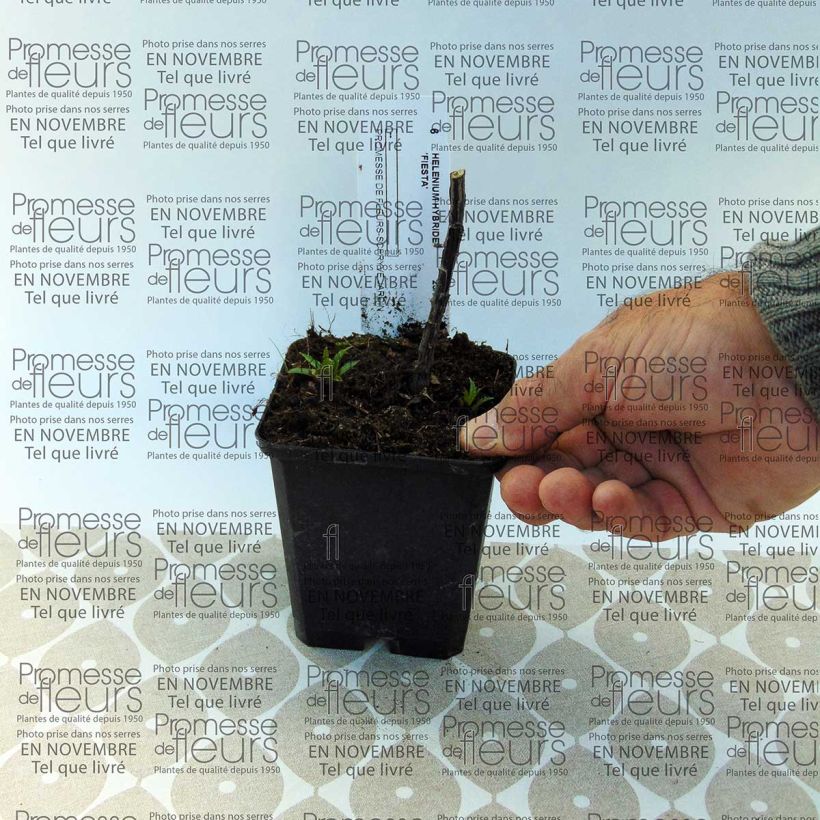 Esempio di esemplare Helenium Fiesta Confezione come consegnato