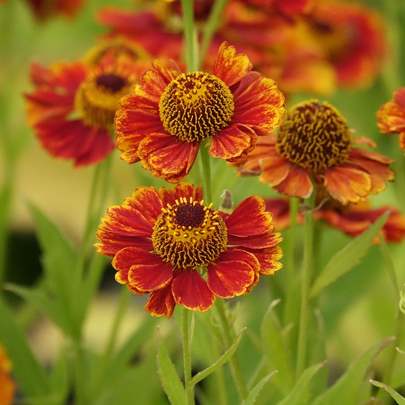 Helenium Flammendes Katchen (Fioritura)