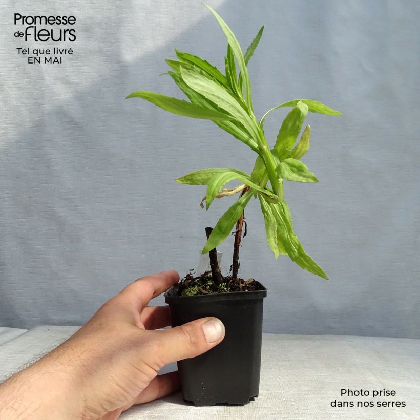 Helenium Flammendes Katchen Vasetto da 8/9 cm esemplare consegnato in primavera