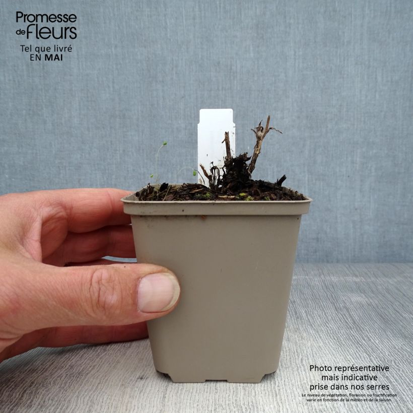 Helenium Flammenspiel Vasetto da 8/9 cm esemplare consegnato in primavera