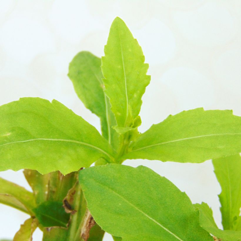Helenium autumnale Fuego (Fogliame)