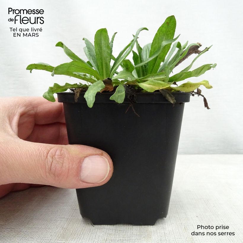 Example of Helenium Kugelsonne Vasetto da 8/9 cm as you get in printemps