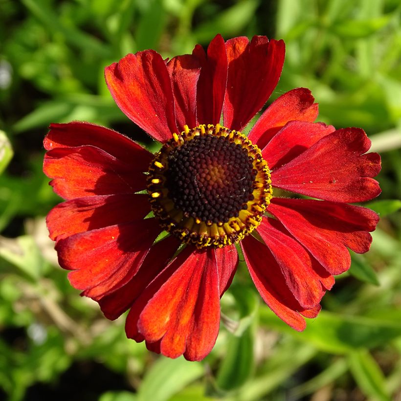 Helenium Kupferswerg (Fioritura)