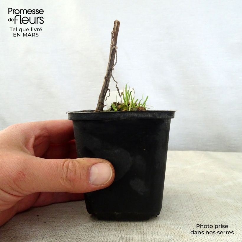 Example of Helenium Loysder Wieck Vasetto da 8/9 cm as you get in printemps